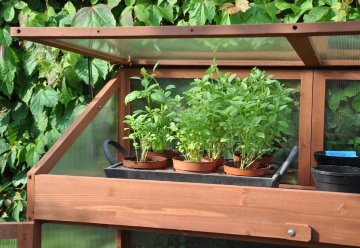 Sweet Basil Royal Well